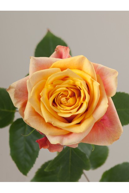 Троянда Черрі Бренді